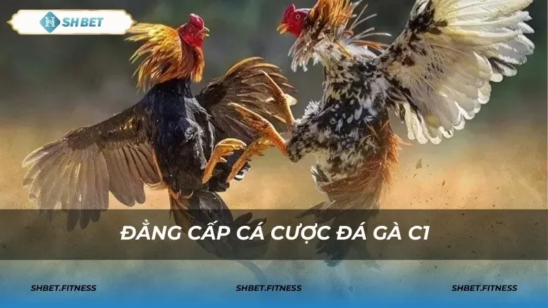 đá gà C1 shbet88