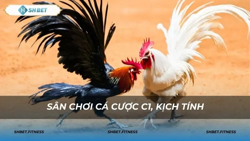 đá gà trực tuyến shbet