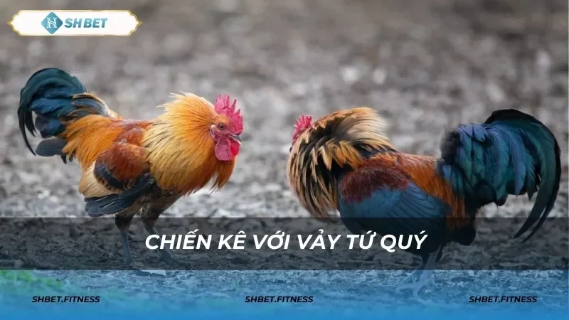 shbet3 com ae888 đá gà